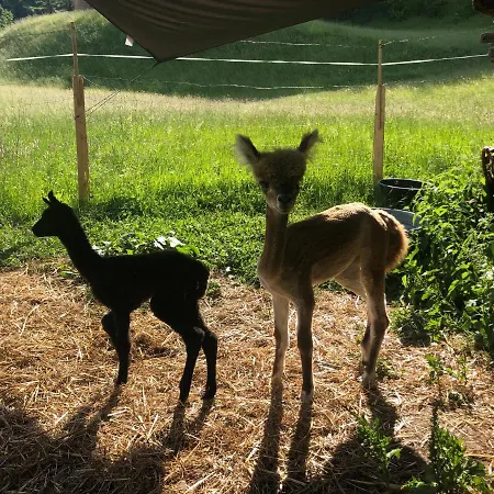 Apartman Myapart 1709 Jochberg